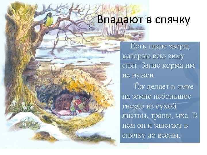 Впадают в спячку 