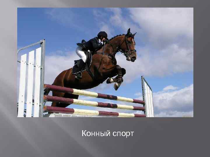 Конный спорт 