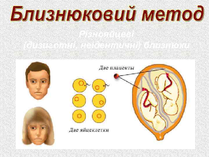 Різнояйцеві (дизиготні, неідентичні) близнюки 