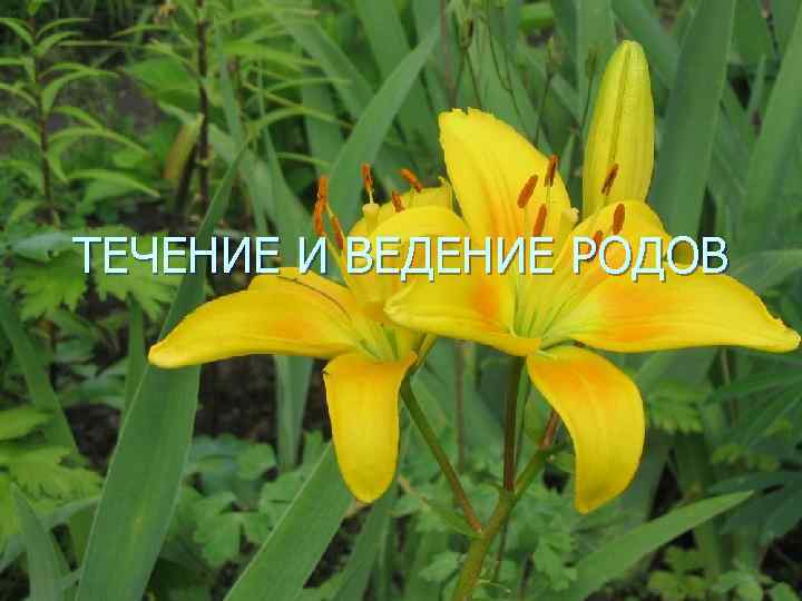 ТЕЧЕНИЕ И ВЕДЕНИЕ РОДОВ 