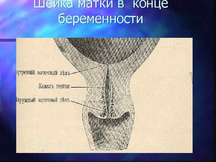 Шейка матки в конце беременности 