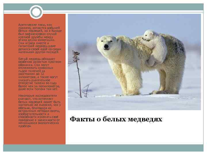 1. Арктические лисы, как правило, являются добычей белых медведей, но в Канаде был зафиксирован