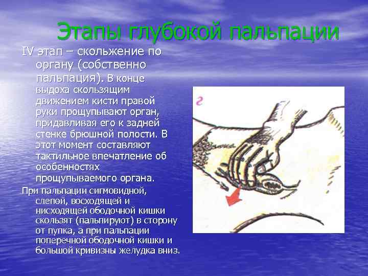Этапы глубокой пальпации IV этап – скольжение по органу (собственно пальпация). В конце выдоха