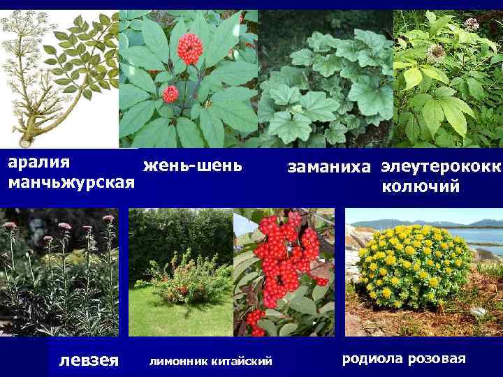 аралия жень-шень манчьжурская левзея лимонник китайский заманиха элеутерококк колючий родиола розовая 
