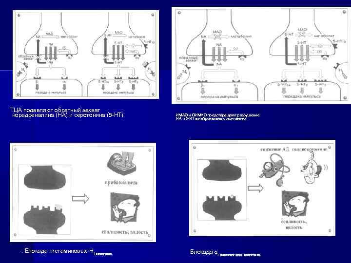 ТЦА подавляют обратный захват норадреналина (НА) и серотонина (5 -НТ). . Блокада гистаминовых Н