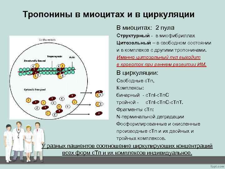 Тропонины в миоцитах и в циркуляции В миоцитах: 2 пула Структурный - в миофибриллах
