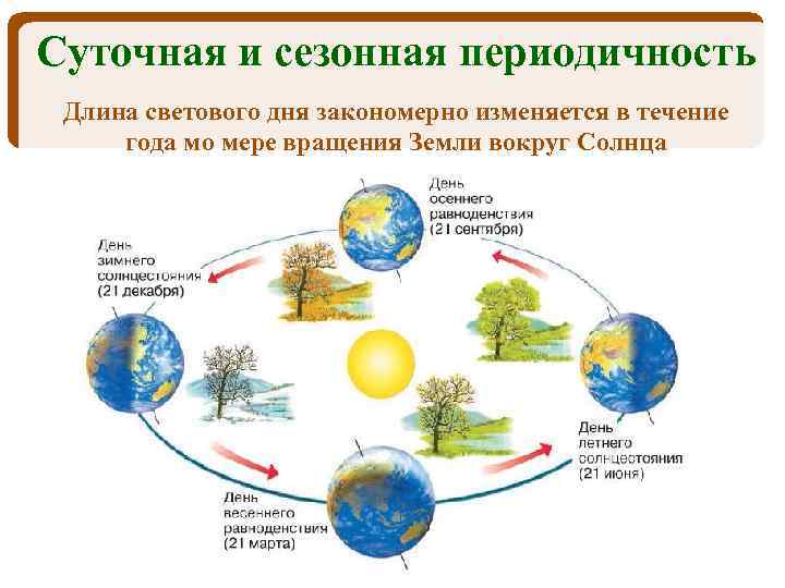 Суточная и сезонная периодичность Длина светового дня закономерно изменяется в течение года мо мере