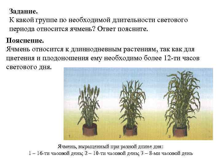 Задание. К какой группе по необходимой длительности светового периода относится ячмень? Ответ поясните. Пояснение.