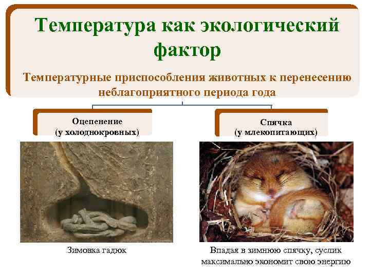 Температура как экологический фактор Температурные приспособления животных к перенесению неблагоприятного периода года Оцепенение (у