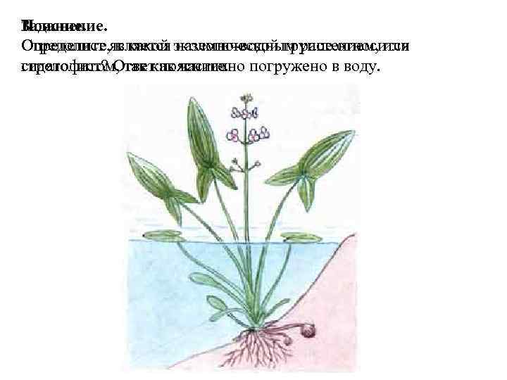 Пояснение. Задание. Стрелолист является наземно-водным растением, или Определите, к какой экологической группе относится гидатофитом,