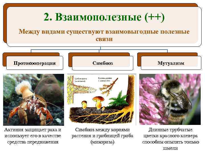 2. Взаимополезные (++) Между видами существуют взаимовыгодные полезные связи Протокооперация Симбиоз Мутуализм Актиния защищает