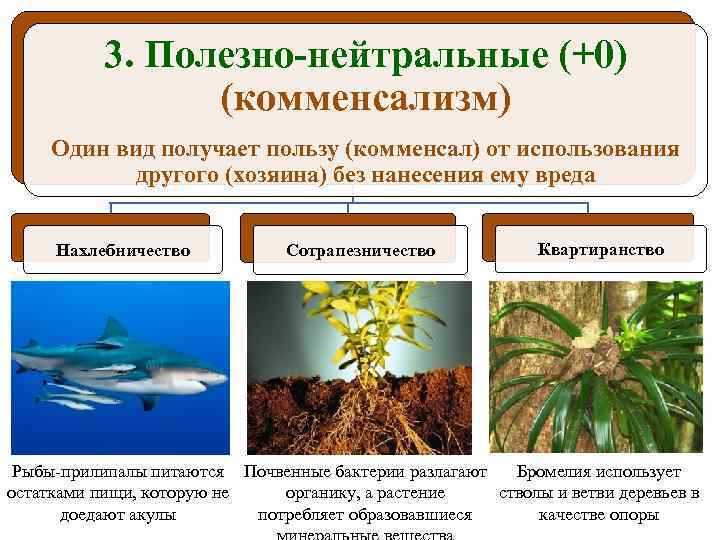 3. Полезно-нейтральные (+0) (комменсализм) Один вид получает пользу (комменсал) от использования другого (хозяина) без