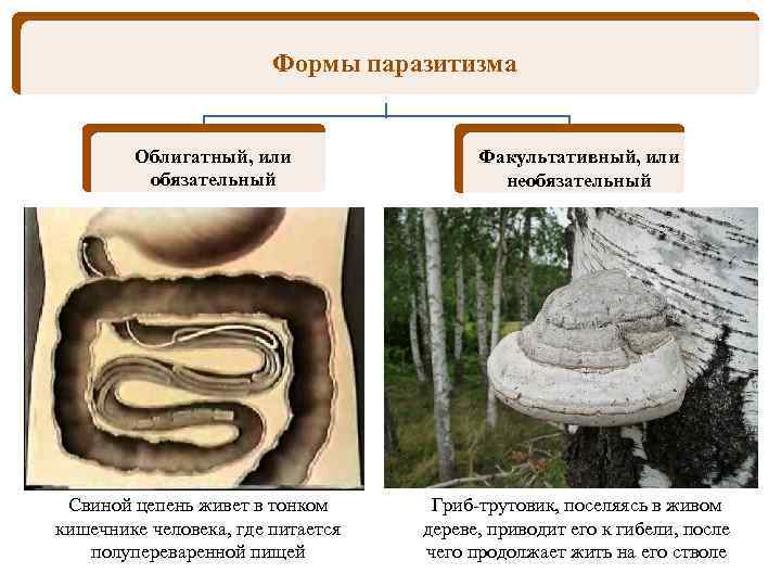 Формы паразитизма Облигатный, или обязательный Свиной цепень живет в тонком кишечнике человека, где питается