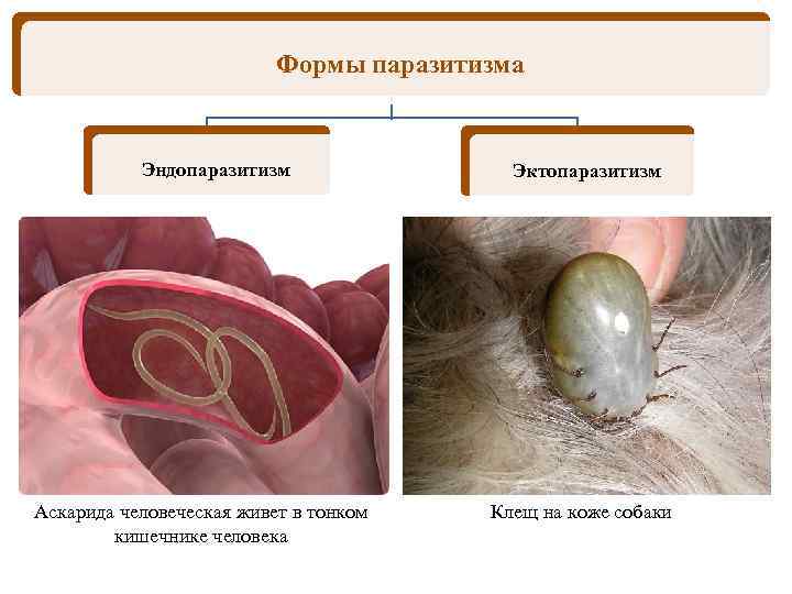 Формы паразитизма Эндопаразитизм Аскарида человеческая живет в тонком кишечнике человека Эктопаразитизм Клещ на коже