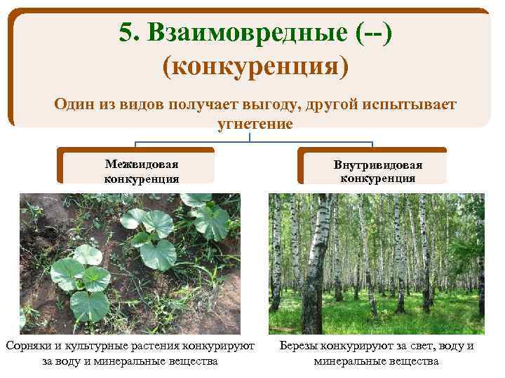 5. Взаимовредные (--) (конкуренция) Один из видов получает выгоду, другой испытывает угнетение Межвидовая конкуренция