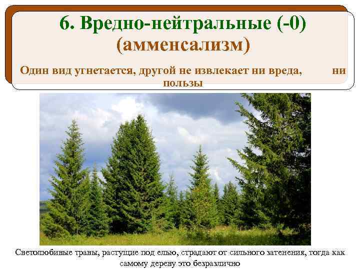 6. Вредно-нейтральные (-0) (амменсализм) Один вид угнетается, другой не извлекает ни вреда, пользы ни