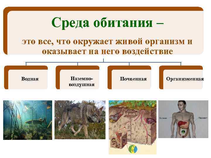 Среда обитания – это все, что окружает живой организм и оказывает на него воздействие