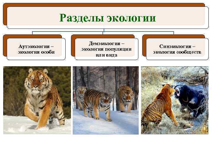 Разделы экологии Аутэкология – экология особи Демэкология – экология популяции или вида Синэкология –