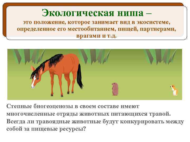 Экологическая ниша – это положение, которое занимает вид в экосистеме, определенное его местообитанием, пищей,