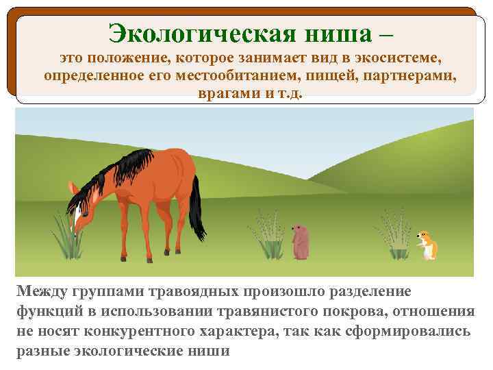 Экологическая ниша – это положение, которое занимает вид в экосистеме, определенное его местообитанием, пищей,