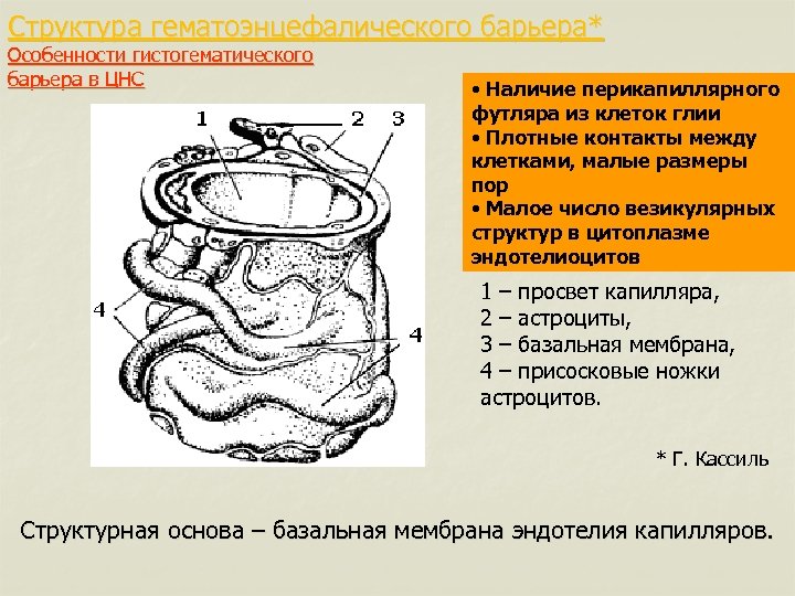 Структура гематоэнцефалического барьера* Особенности гистогематического барьера в ЦНС • Наличие перикапиллярного футляра из клеток