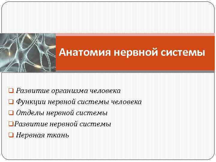 Анатомия нервной системы q Развитие организма человека q Функции нервной системы человека q Отделы