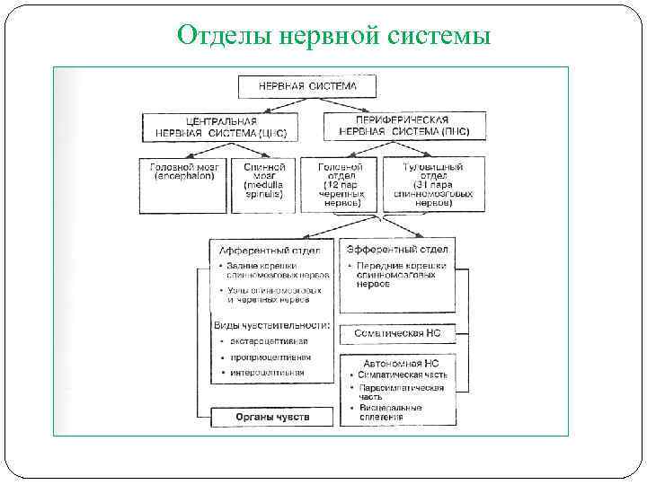 Отделы нервной системы человека