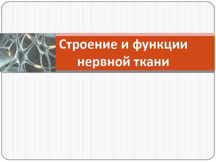 Строение и функции нервной ткани 
