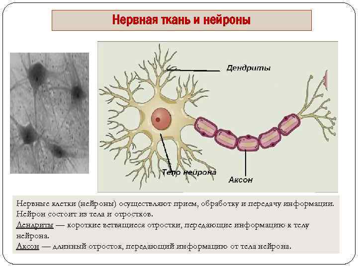 Короткие ветвящиеся отростки нервных клеток. Нервная ткань Нейрон. Нервная ткань отростки- дендриты. Отростки нейрона.