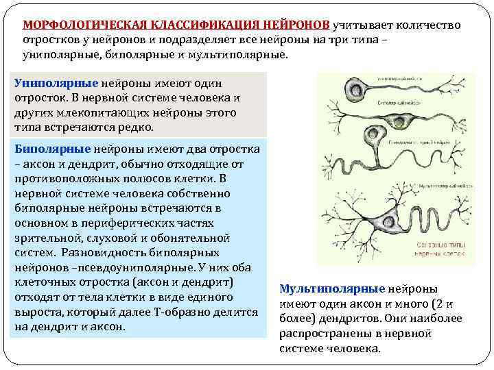 МОРФОЛОГИЧЕСКАЯ КЛАССИФИКАЦИЯ НЕЙРОНОВ учитывает количество отростков у нейронов и подразделяет все нейроны на три