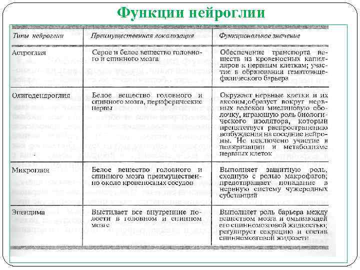 Классификация цитоморфология нейроглии спинного мозга