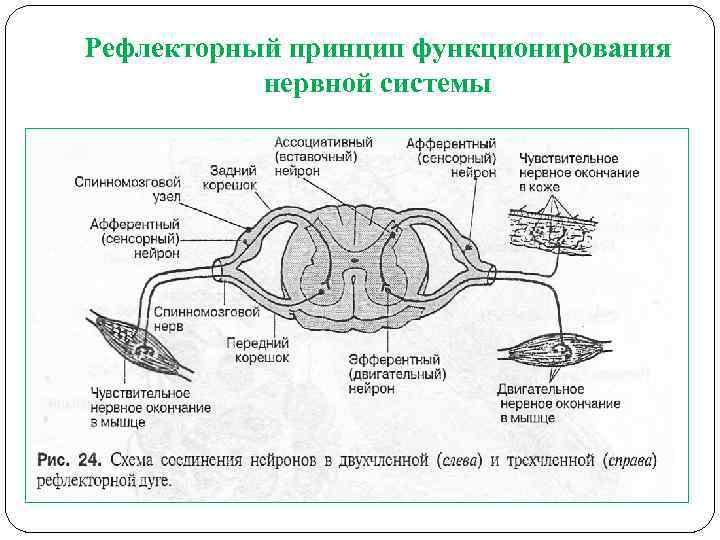 Рефлекторный принцип функционирования нервной системы 