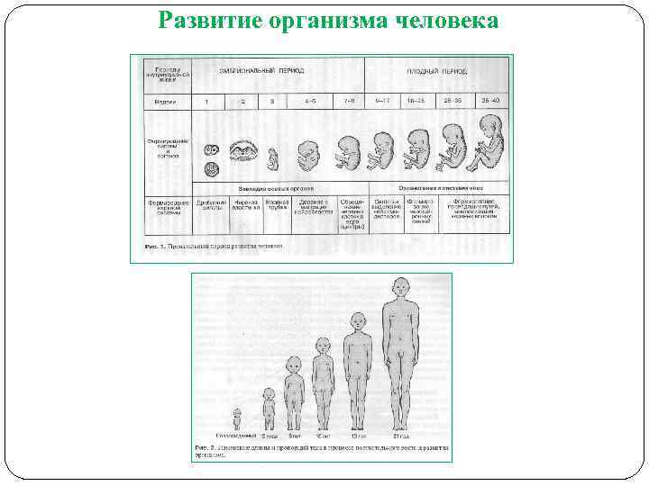 Развитие организма человека 