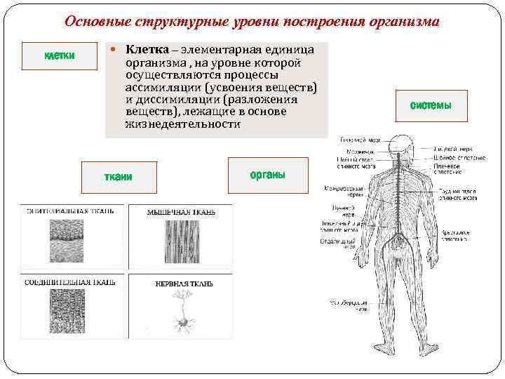 Основные структурные уровни построения организма клетки Клетка – элементарная единица организма , на уровне
