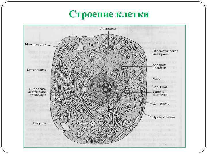 Строение клетки 