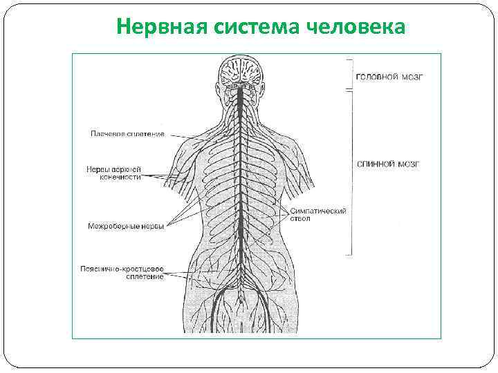 Нервная система человека схема таблица