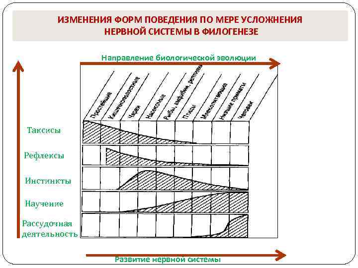 ИЗМЕНЕНИЯ ФОРМ ПОВЕДЕНИЯ ПО МЕРЕ УСЛОЖНЕНИЯ НЕРВНОЙ СИСТЕМЫ В ФИЛОГЕНЕЗЕ Направление биологической эволюции Таксисы