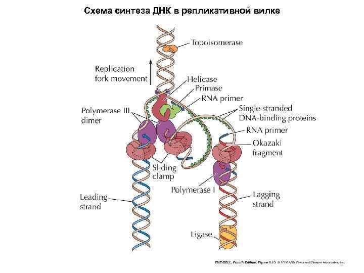 Схема синтеза ДНК в репликативной вилке 