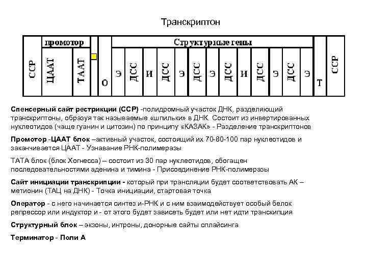 Транскриптон Спенсерный сайт рестрикции (ССР) -полидромный участок ДНК, разделяющий транскриптоны, образуя так называемые «шпильки»