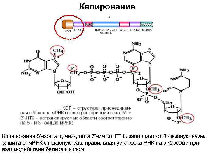 Кепирование Кэпирование 5’-конца транскрипта 7’-метил ГТФ, защищает от 5’-экзонуклеазы, защита 5’ м. РНК от