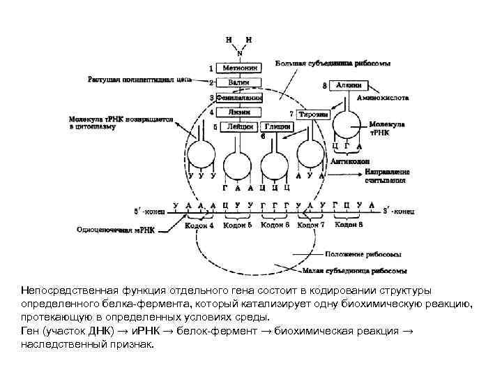 Непосредственная функция отдельного гена состоит в кодировании структуры определенного белка-фермента, который катализирует одну биохимическую