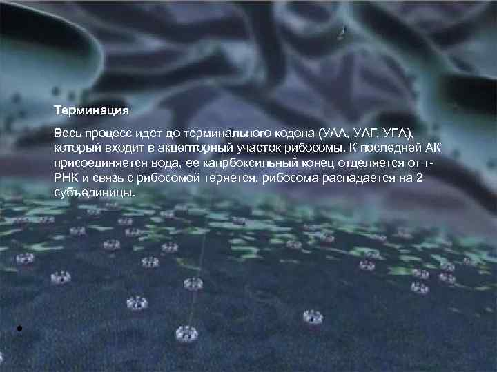 Терминация Весь процесс идет до терминального кодона (УАА, УАГ, УГА), который входит в акцепторный