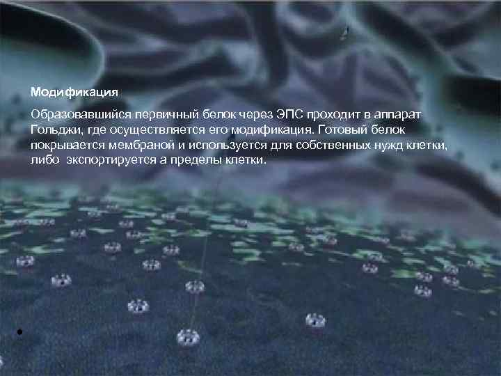 Модификация Образовавшийся первичный белок через ЭПС проходит в аппарат Гольджи, где осуществляется его модификация.