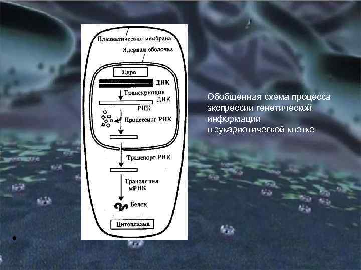 Обобщенная схема процесса экспрессии генетической информации в эукариотической клетке 