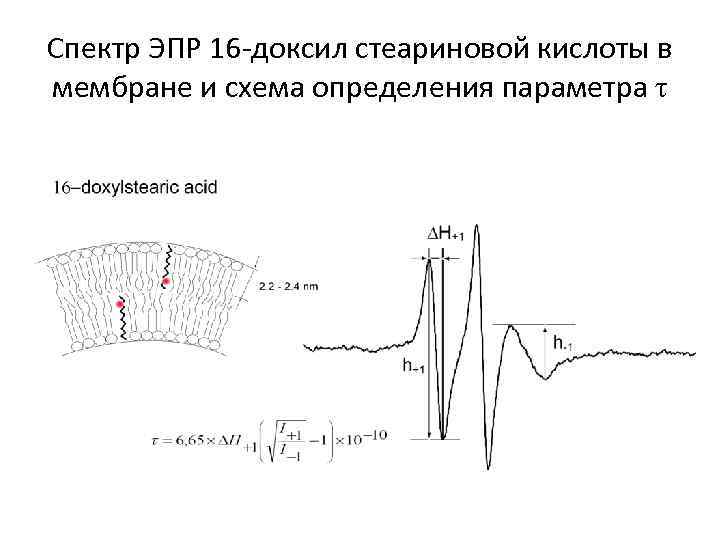 Спектр ЭПР 16 -доксил стеариновой кислоты в мембране и схема определения параметра τ 