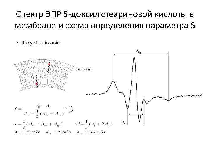 Спектр ЭПР 5 -доксил стеариновой кислоты в мембране и схема определения параметра S 