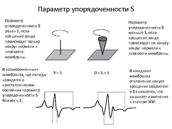 Параметр упорядоченности S равен 1, если вращение зонда происходит только вокруг нормали к плоскости