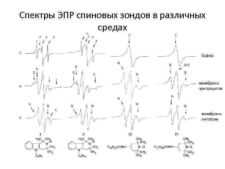 Спектры ЭПР спиновых зондов в различных средах буфер мембраны эритроцитов мембраны липосом 