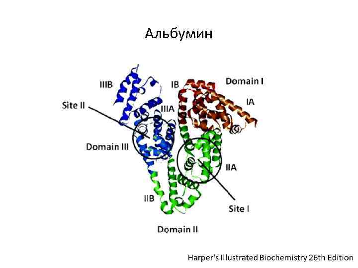 Альбумин 