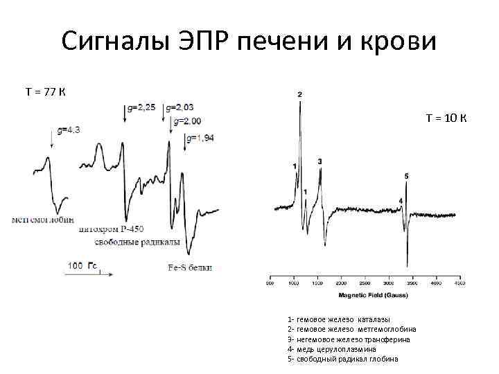 Сигналы ЭПР печени и крови Т = 77 К Т = 10 К 1